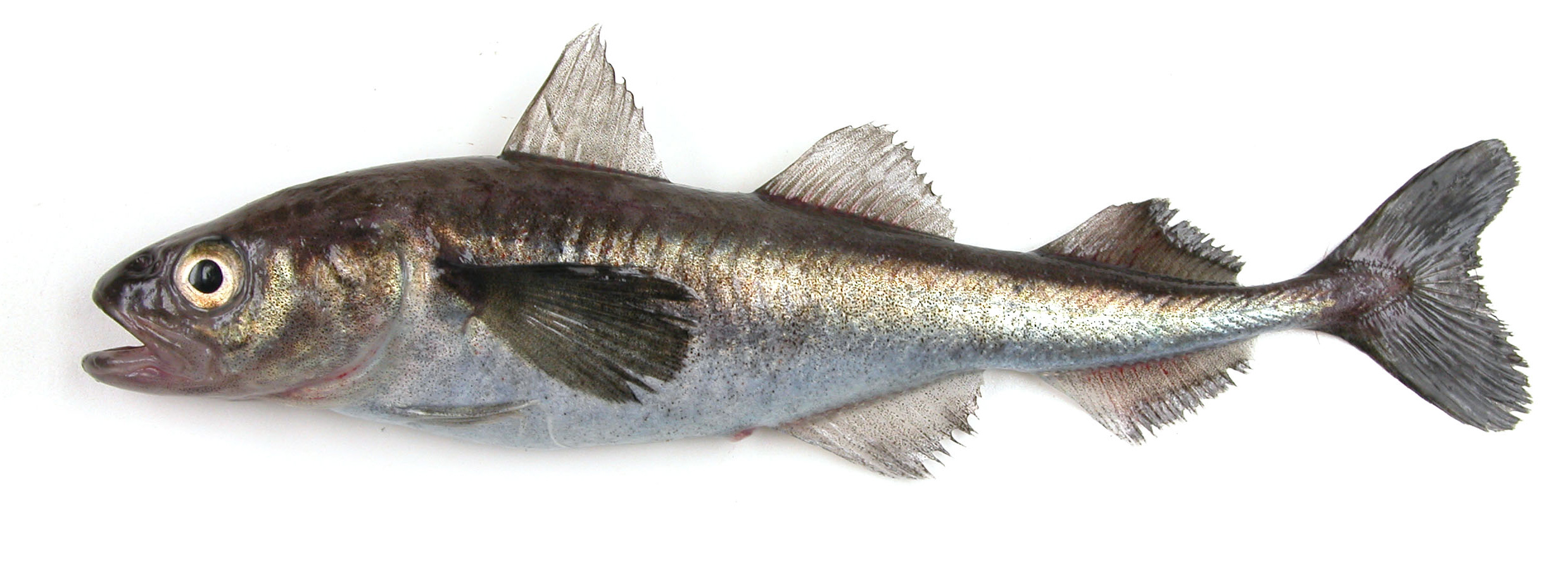 image of Boreogadus saida (Polar cod)