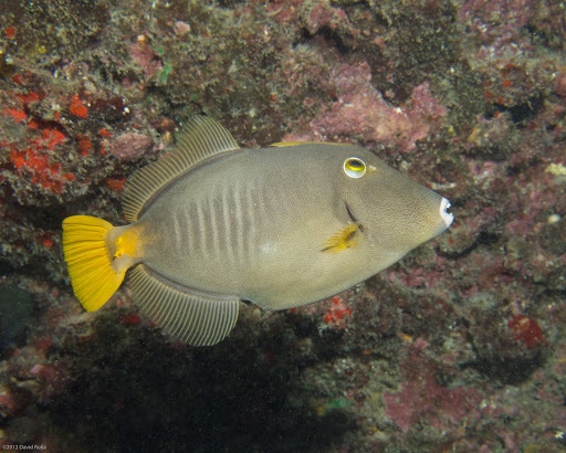 image of Cantherhines dumerilii (Whitespotted filefish)