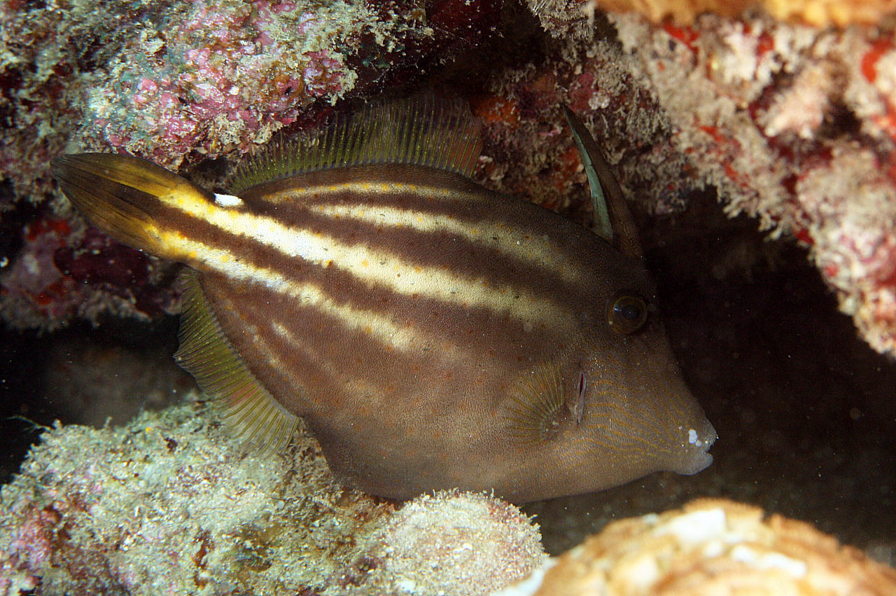 image of Cantherhines pullus (Orangespotted filefish)