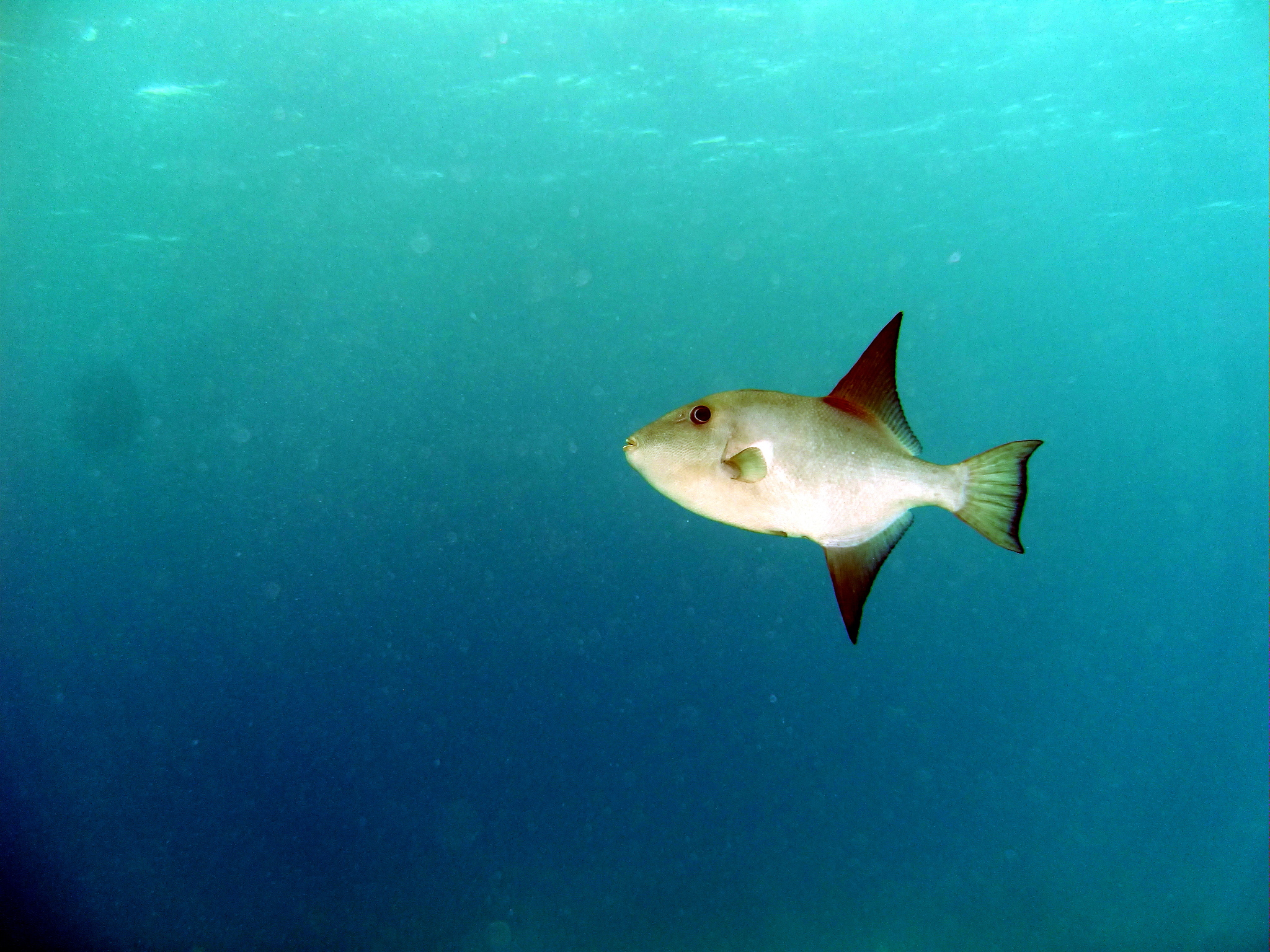 image of Canthidermis sufflamen (Ocean triggerfish)