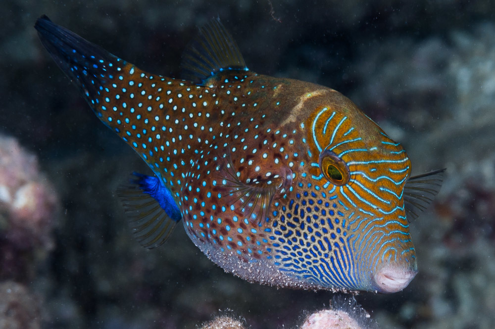 image of Canthigaster amboinensis (Spider-eye puffer)