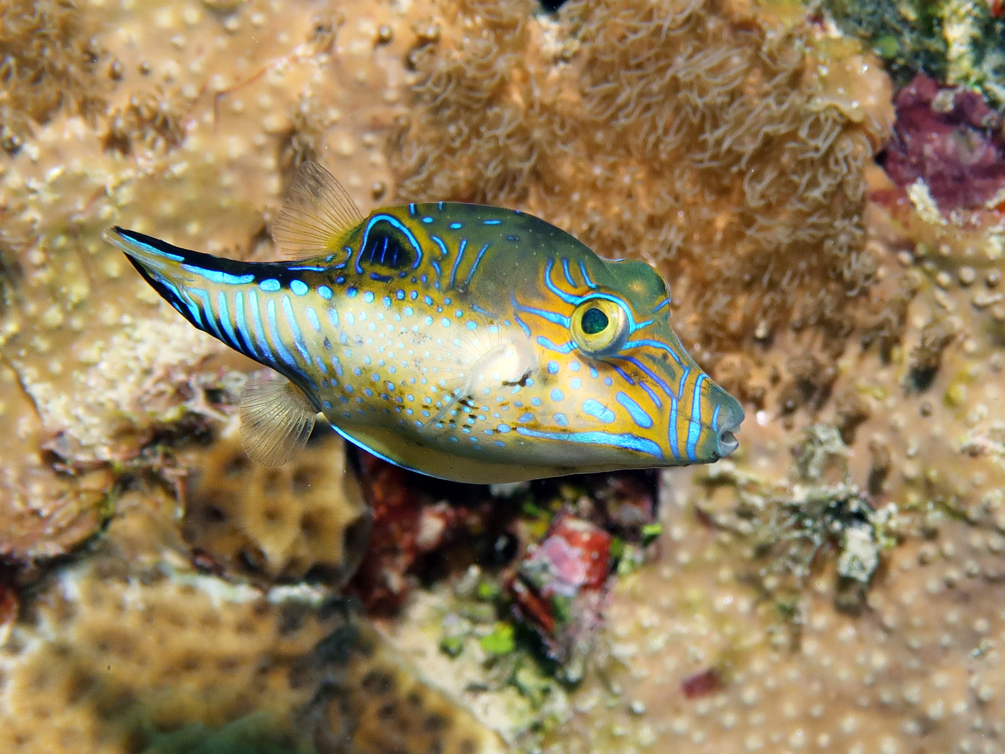 image of Canthigaster rostrata (Caribbean sharpnose-puffer)