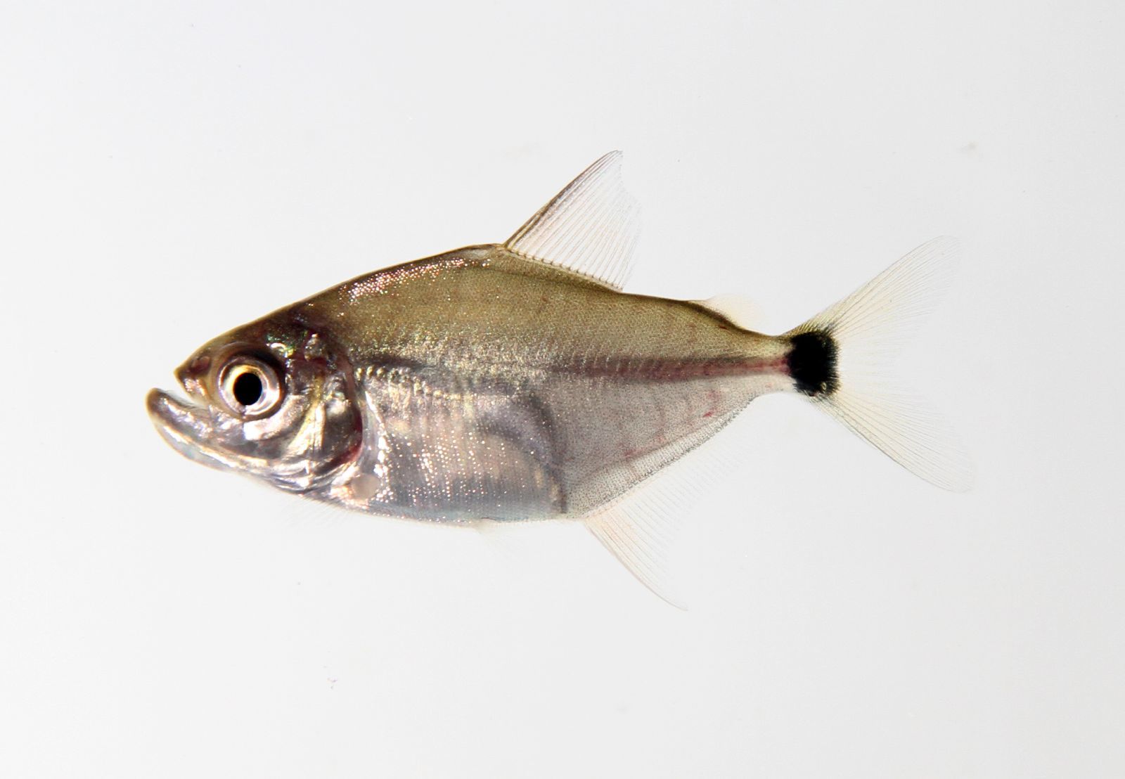 image of Catoprion mento (Wimple piranha)
