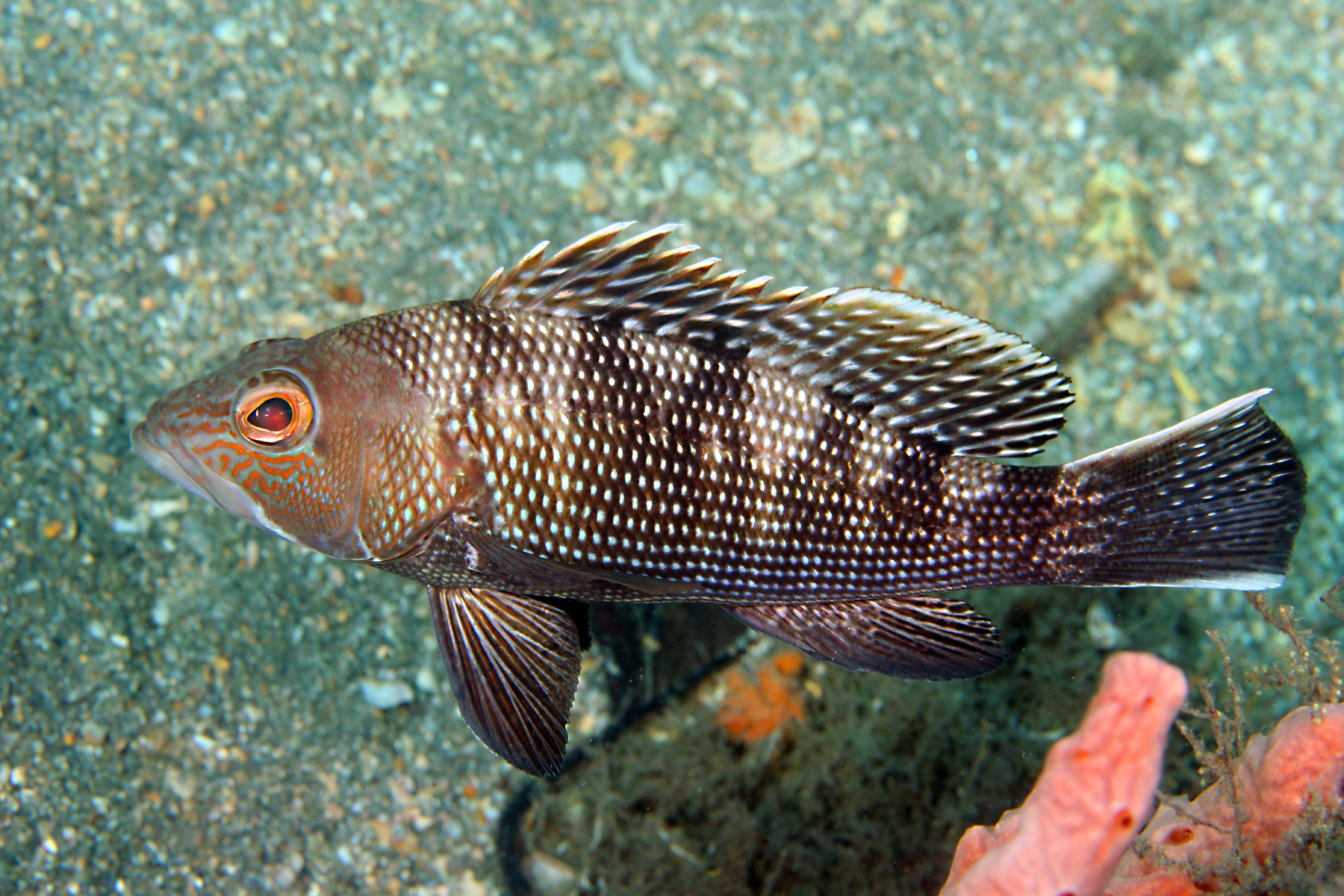 image of Centropristis striata (Black seabass)
