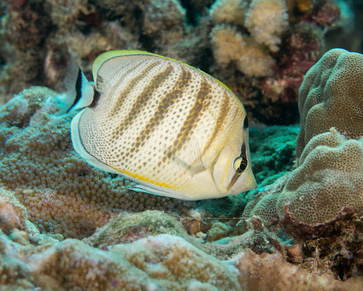 image of Chaetodon multicinctus (Pebbled butterflyfish)