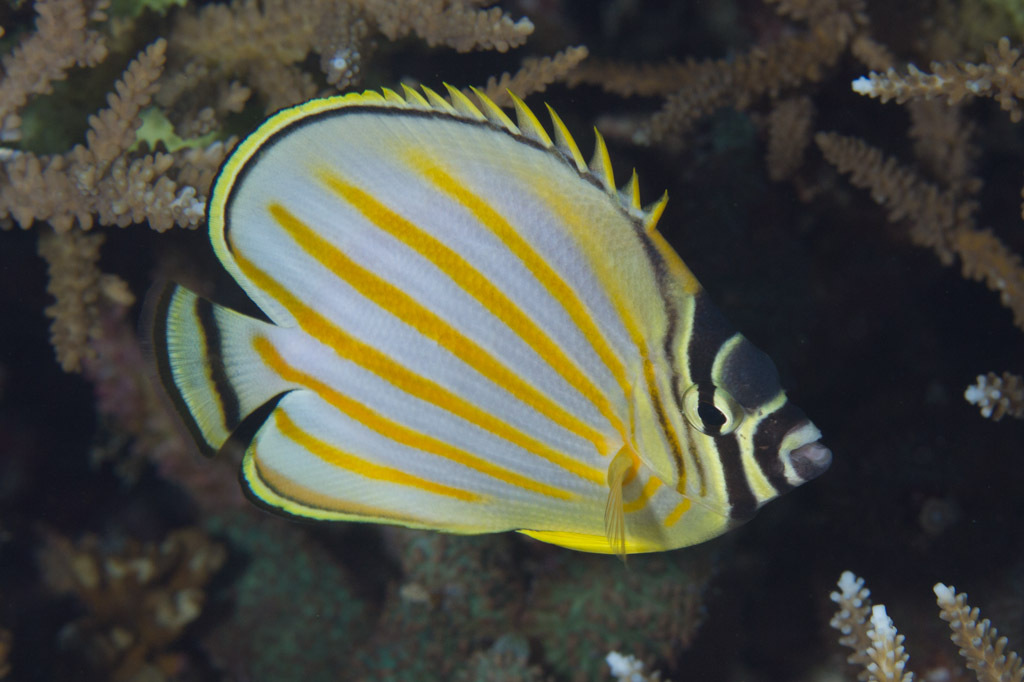 image of Chaetodon ornatissimus (Ornate butterflyfish)