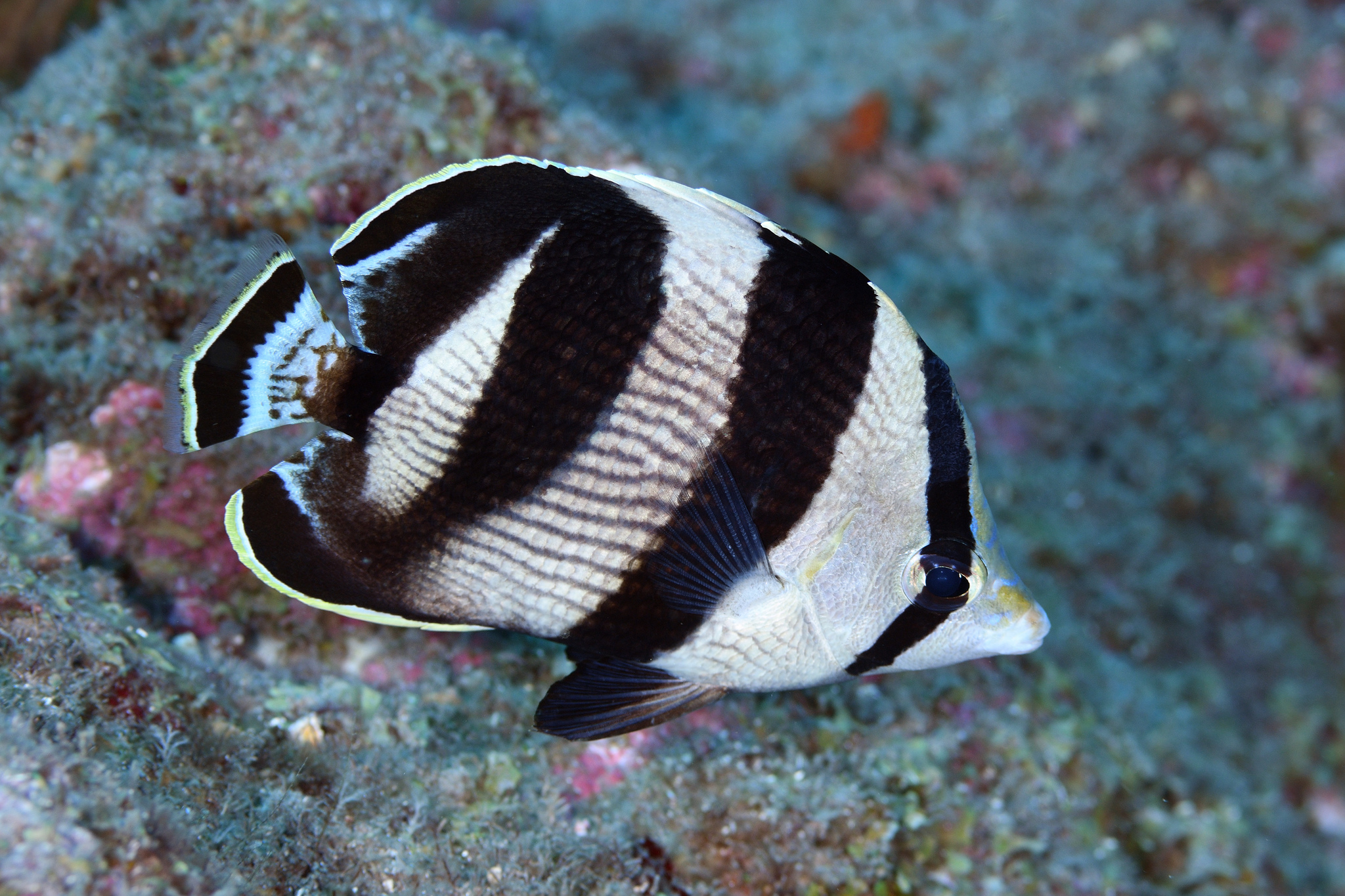 image of Chaetodon striatus (Banded butterflyfish)