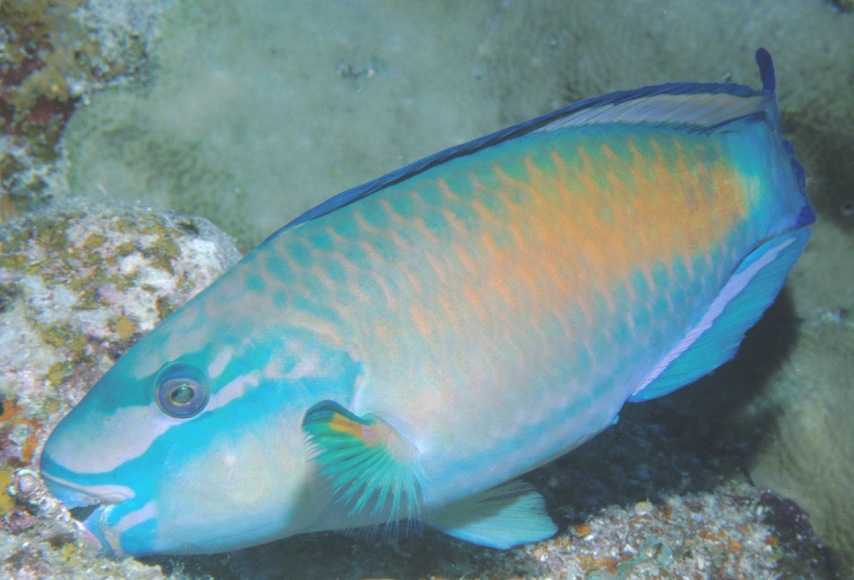 image of Chlorurus spilurus (Pacific bullethead parrotfish)