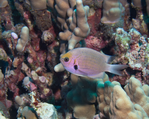 image of Pycnochromis agilis (Agile chromis)