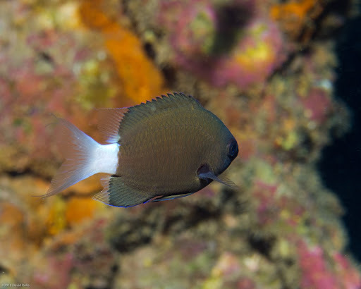 image of Pycnochromis hanui (Chocolate-dip Chromis)