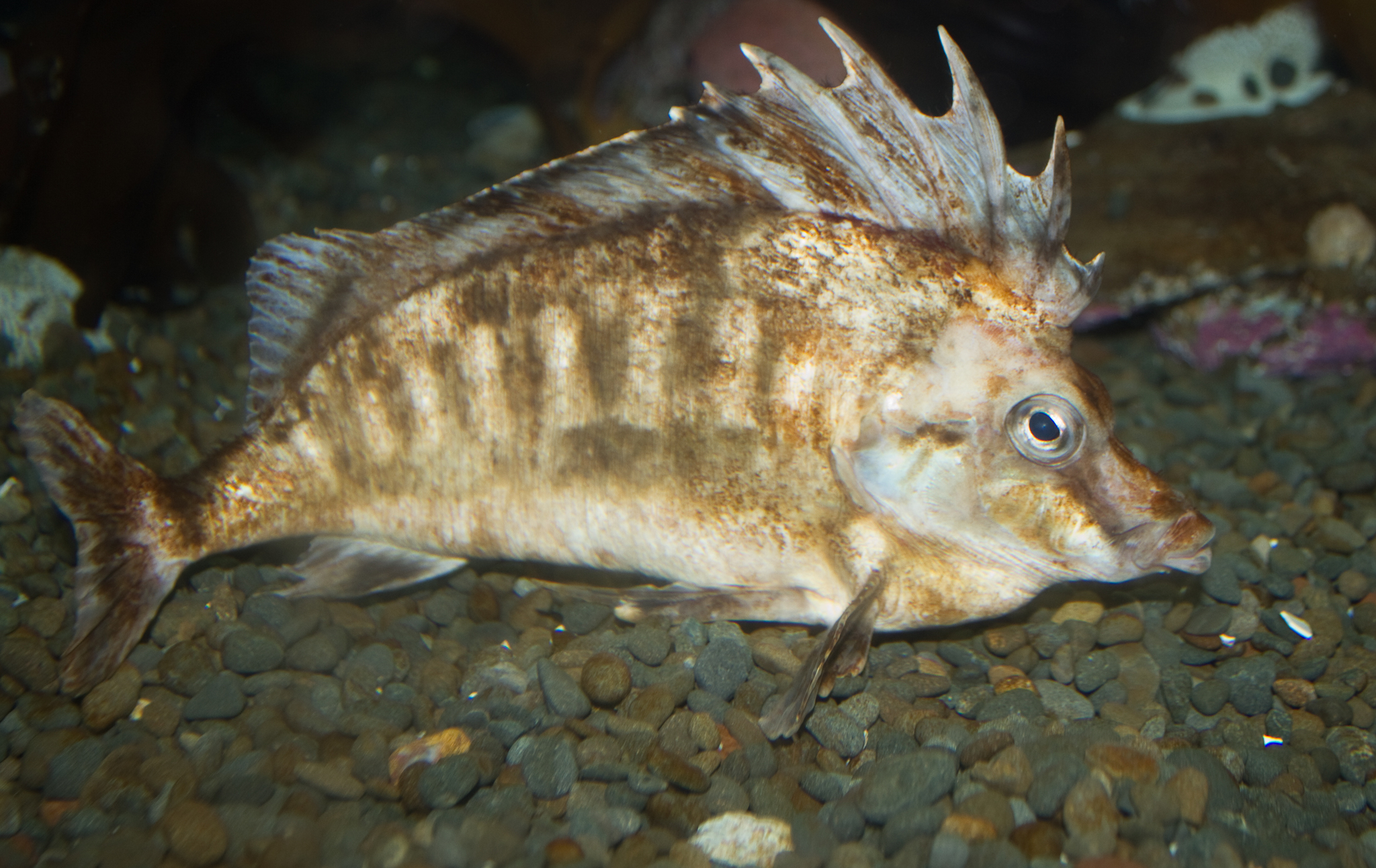 image of Congiopodus leucopaecilus (Southern pigfish)