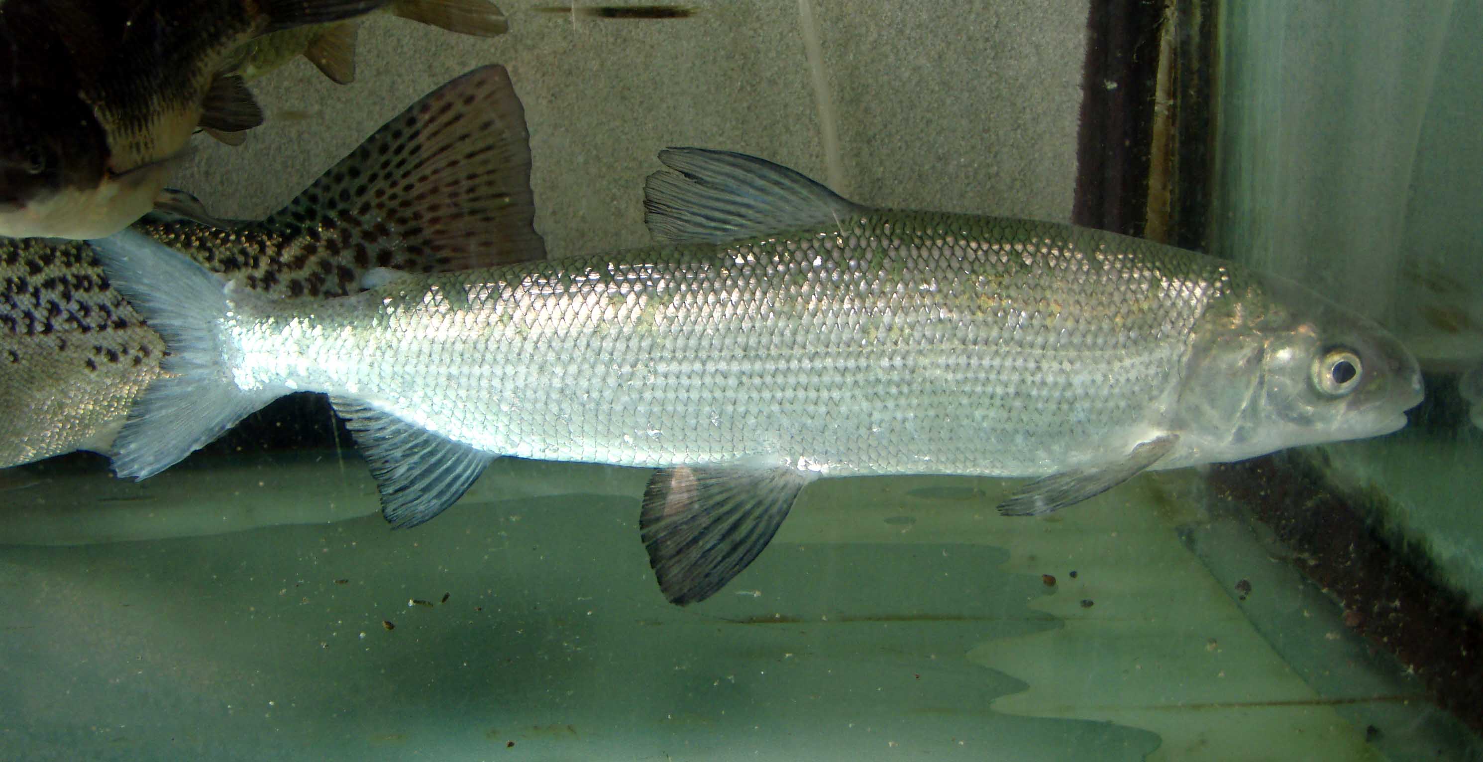 image of Coregonus lavaretus (European whitefish)