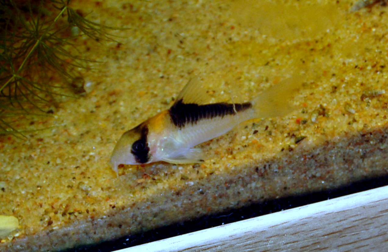 image of Corydoras adolfoi (Adolf's catfish)