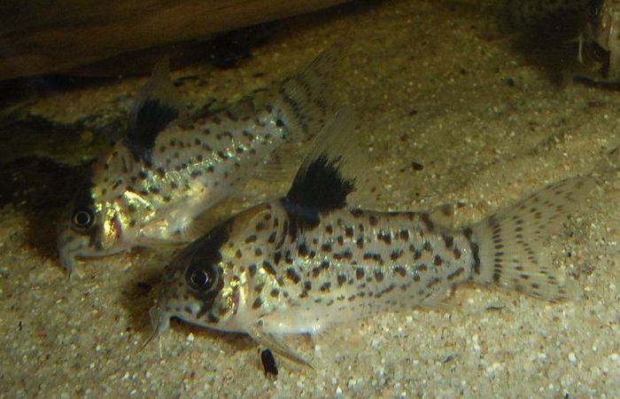 image of Corydoras leucomelas (False spotted catfish)