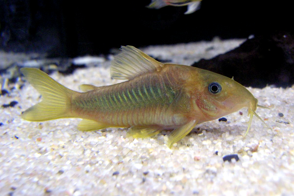 image of Corydoras melanotaenia (Green gold catfish)