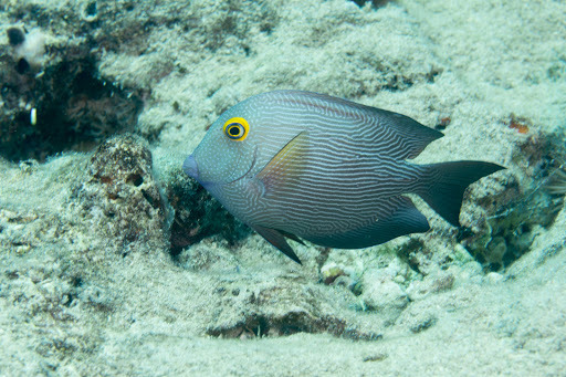 image of Ctenochaetus strigosus (Spotted surgeonfish)
