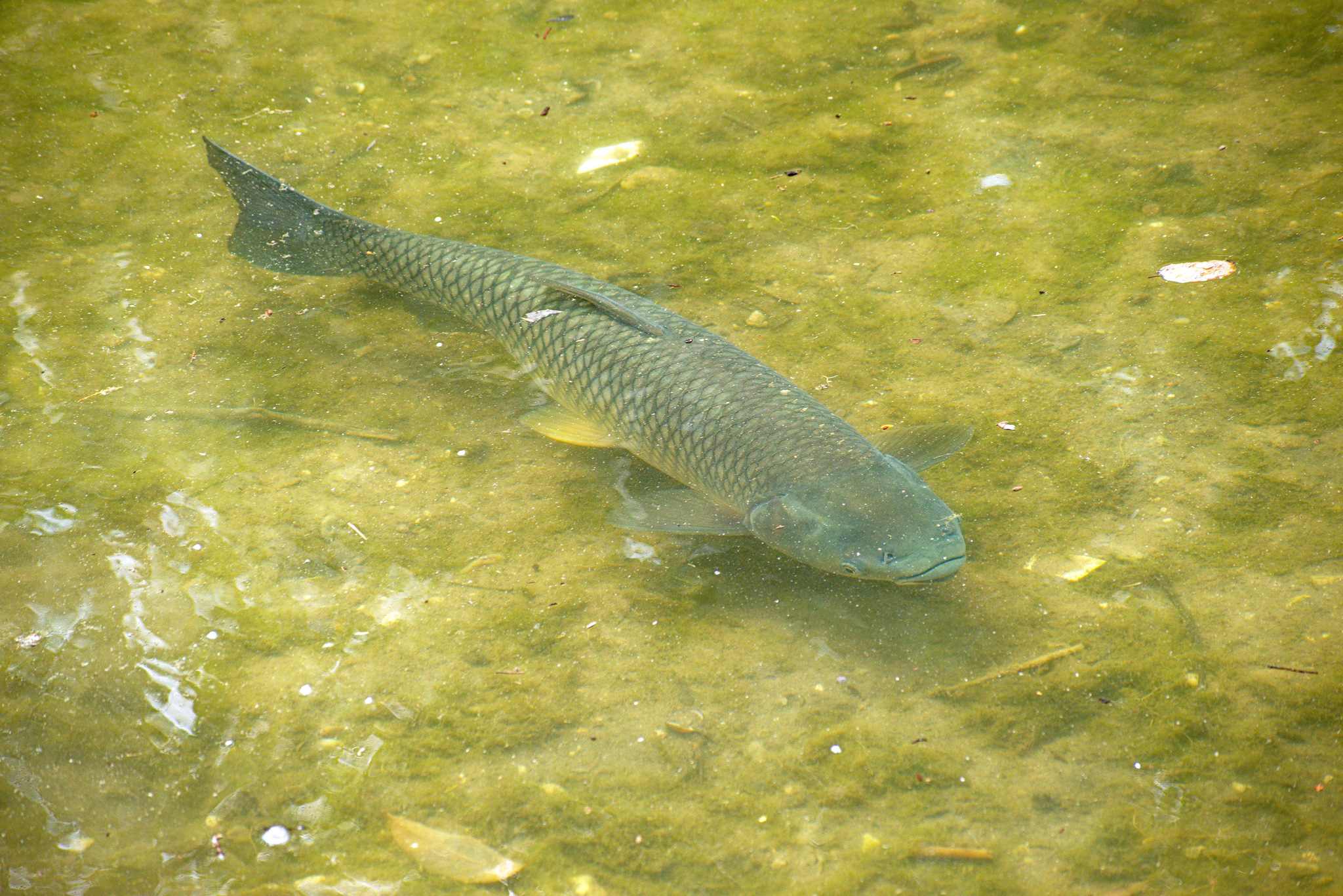 image of Ctenopharyngodon idella (Grass carp)