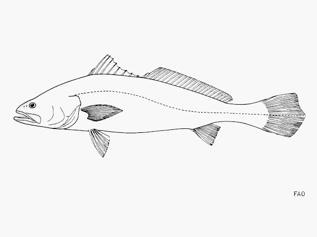 image of Cynoscion albus (Whitefin weakfish)