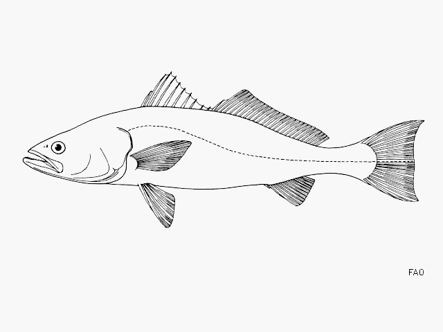 image of Cynoscion othonopterus (Gulf weakfish)