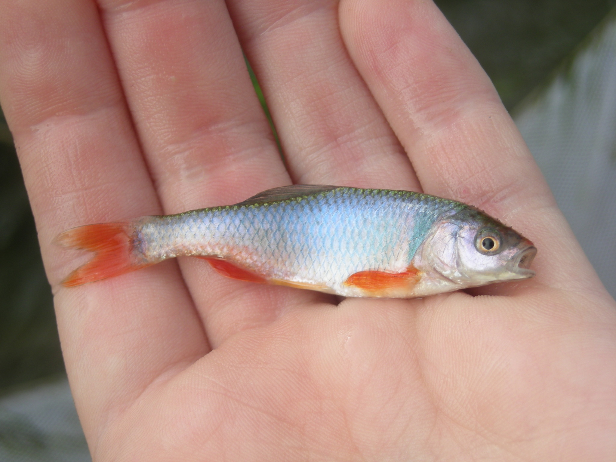 image of Cyprinella lutrensis (Red shiner)