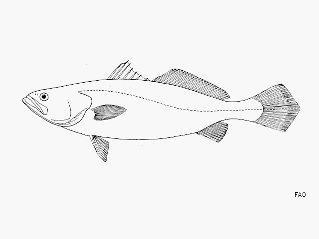 image of Cynoscion squamipinnis (Weakfish)