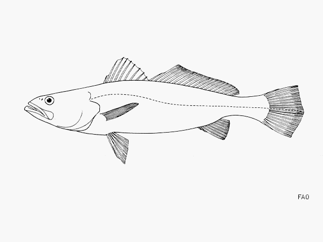 image of Cynoscion xanthulus (Orangemouth weakfish)