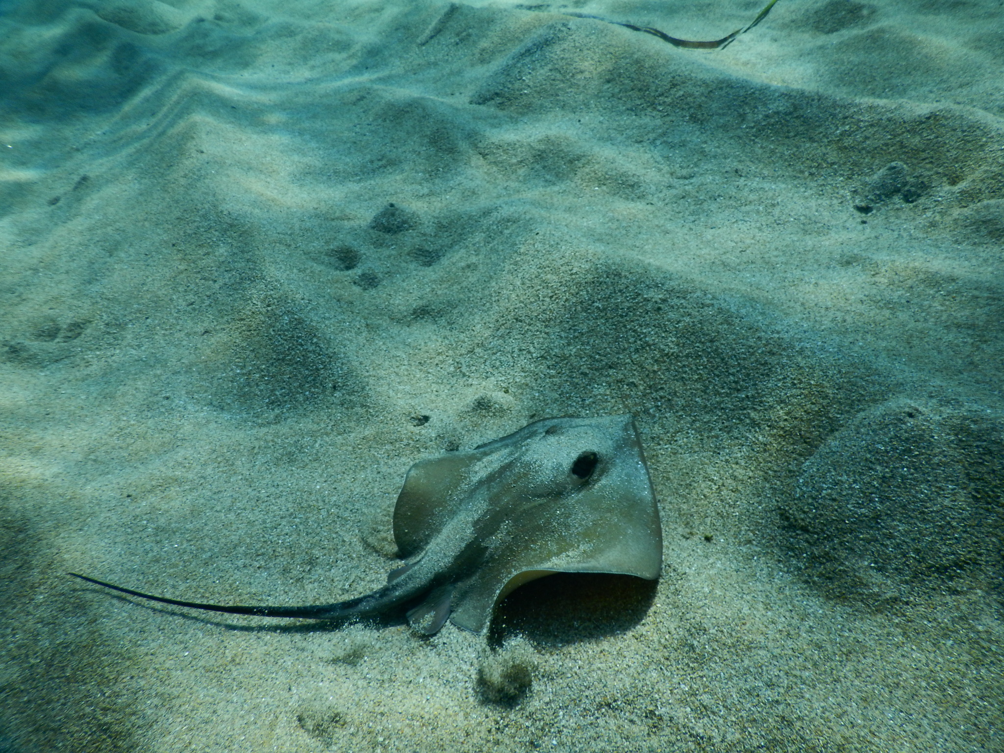 image of Dasyatis pastinaca (Common stingray)