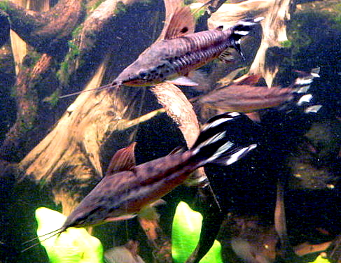 image of Dianema urostriatum (Flagtail catfish)