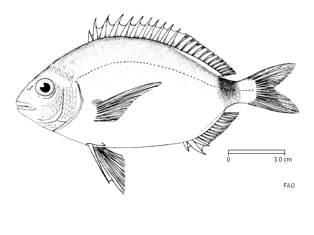 image of Diplodus annularis (Annular seabream)