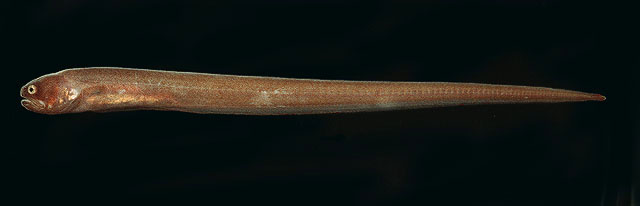 image of Encheliophis boraborensis (Pinhead pearlfish)