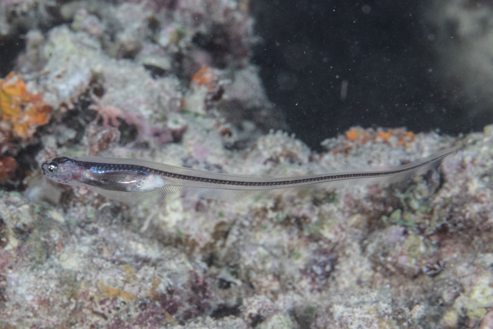 image of Encheliophis homei (Silver pearlfish)