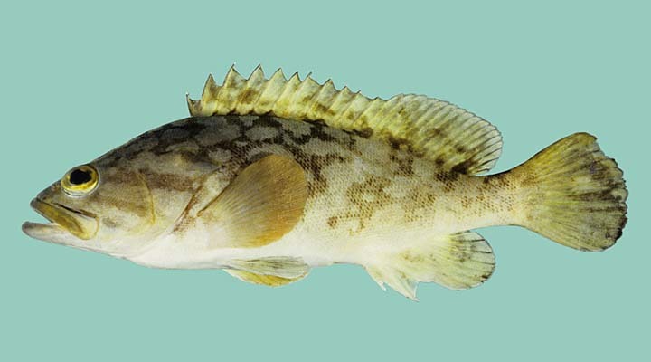 image of Epinephelus erythrurus (Cloudy grouper)