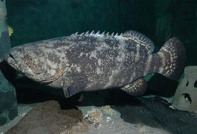 image of Epinephelus itajara (Atlantic goliath grouper)