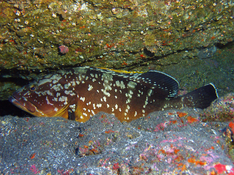 image of Epinephelus marginatus (Dusky grouper)
