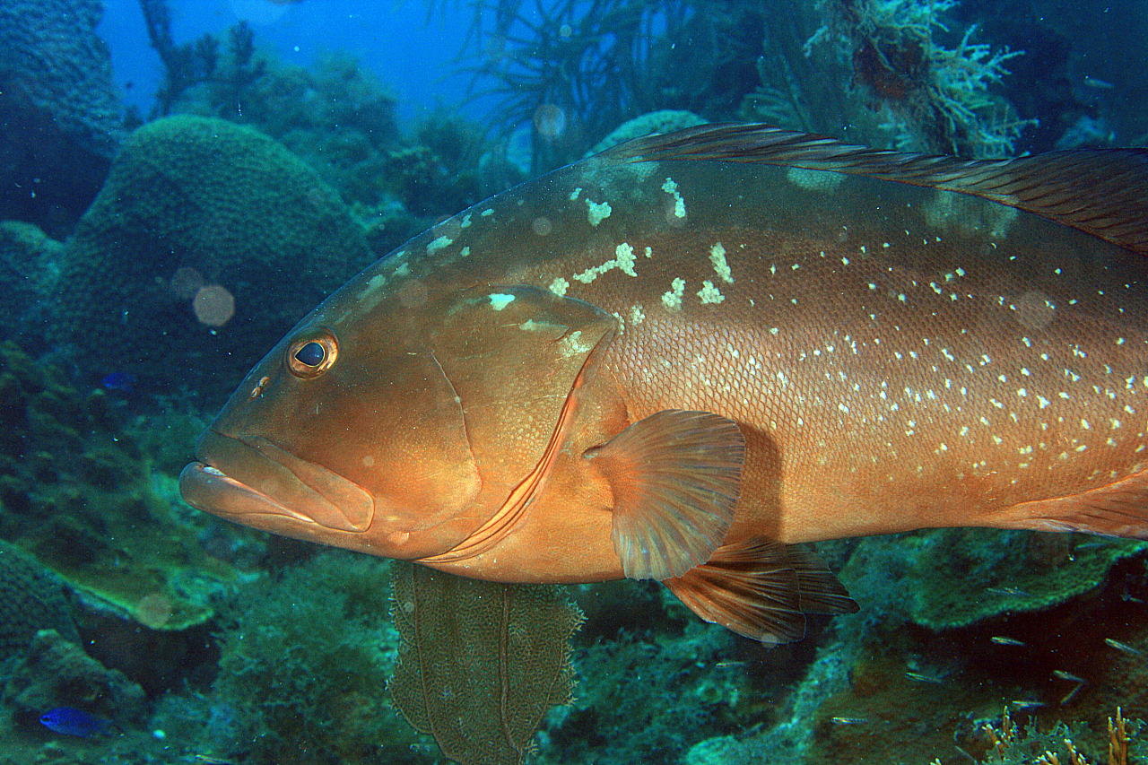 image of Epinephelus morio (Red grouper)