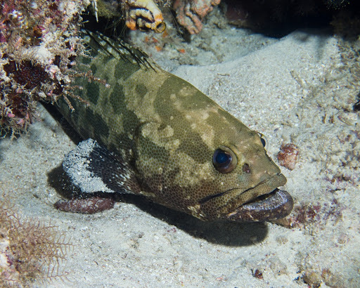 image of Epinephelus polyphekadion (Camouflage grouper)