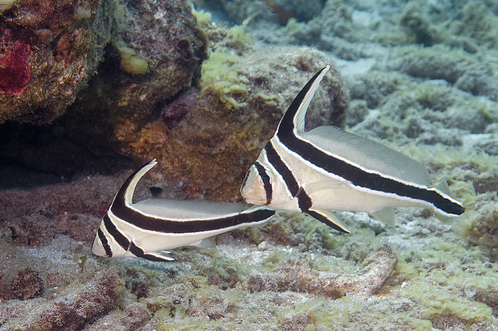 image of Eques lanceolatus (Jack-knifefish)