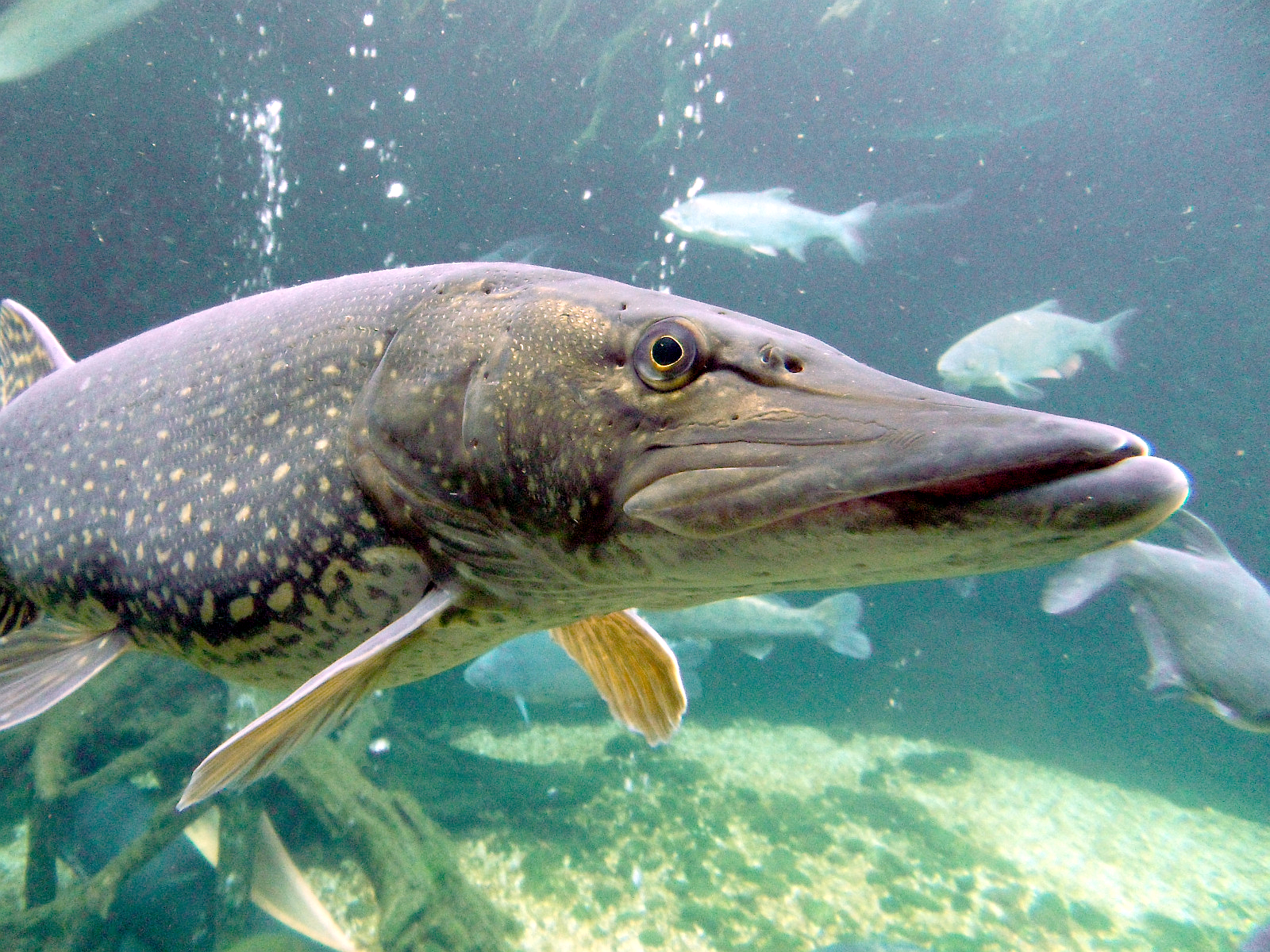 image of Esox lucius (Northern pike)
