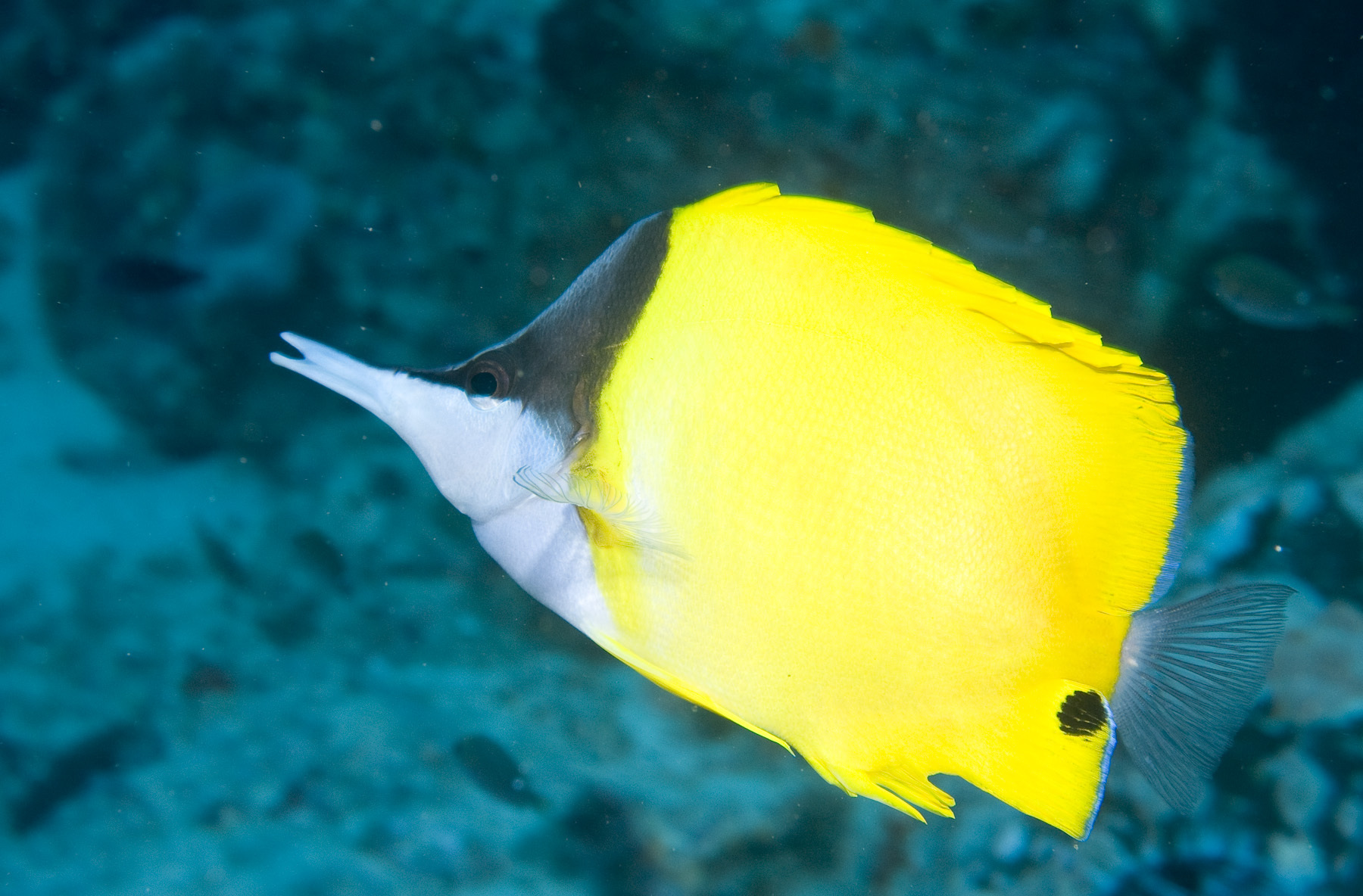 image of Forcipiger flavissimus (Longnose butterfly fish)