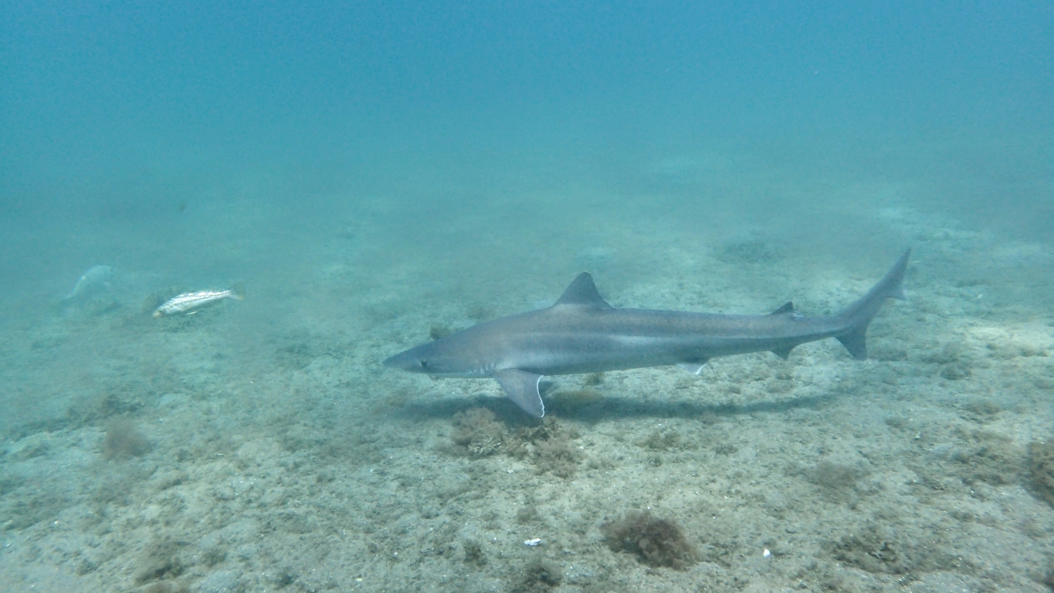 image of Galeorhinus galeus (Tope shark)