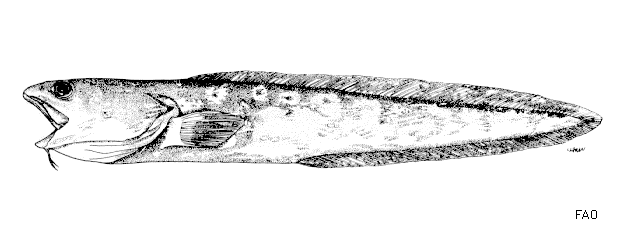 image of Genypterus chilensis (Red cusk-eel)