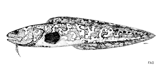 image of Genypterus maculatus (Black cusk-eel)