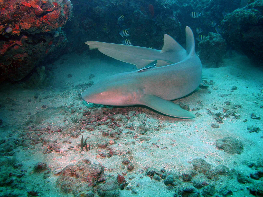 image of Ginglymostoma cirratum (Nurse shark)