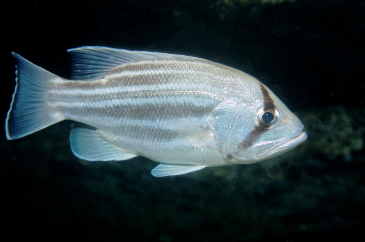 image of Glaucosoma hebraicum (West Australian dhufish)