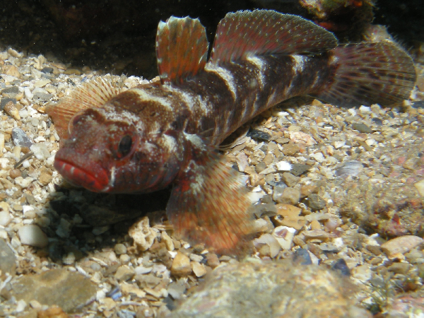 image of Gobius cruentatus (Red-mouthed goby)