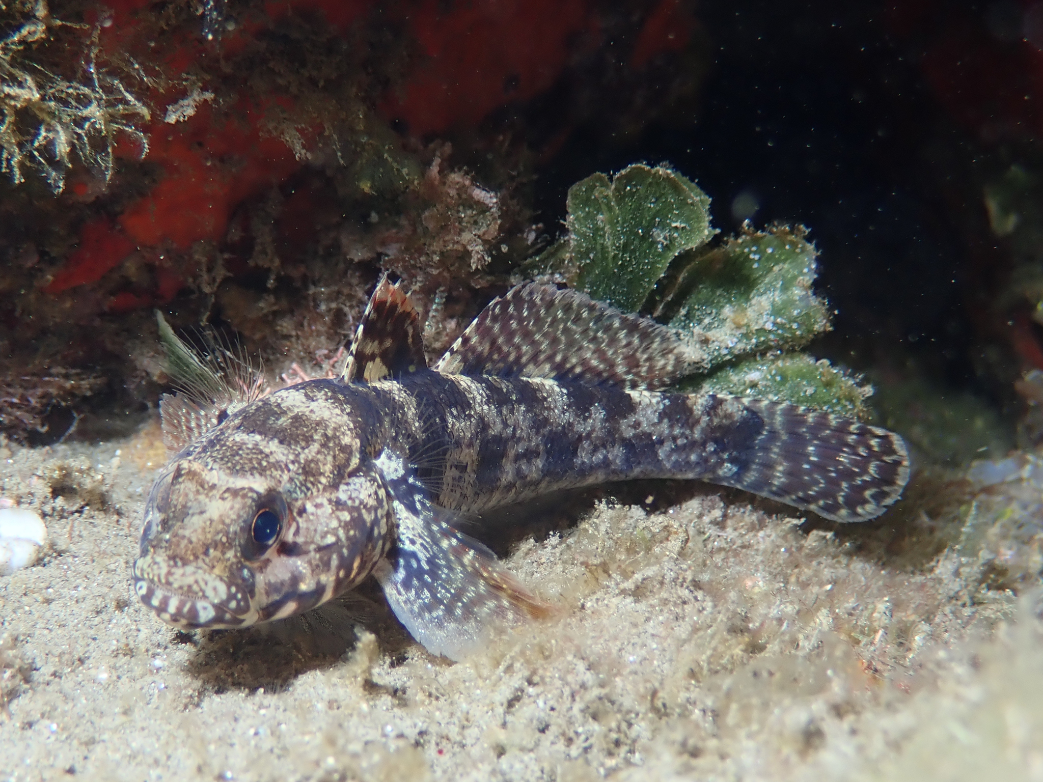 image of Gobius paganellus (Rock goby)