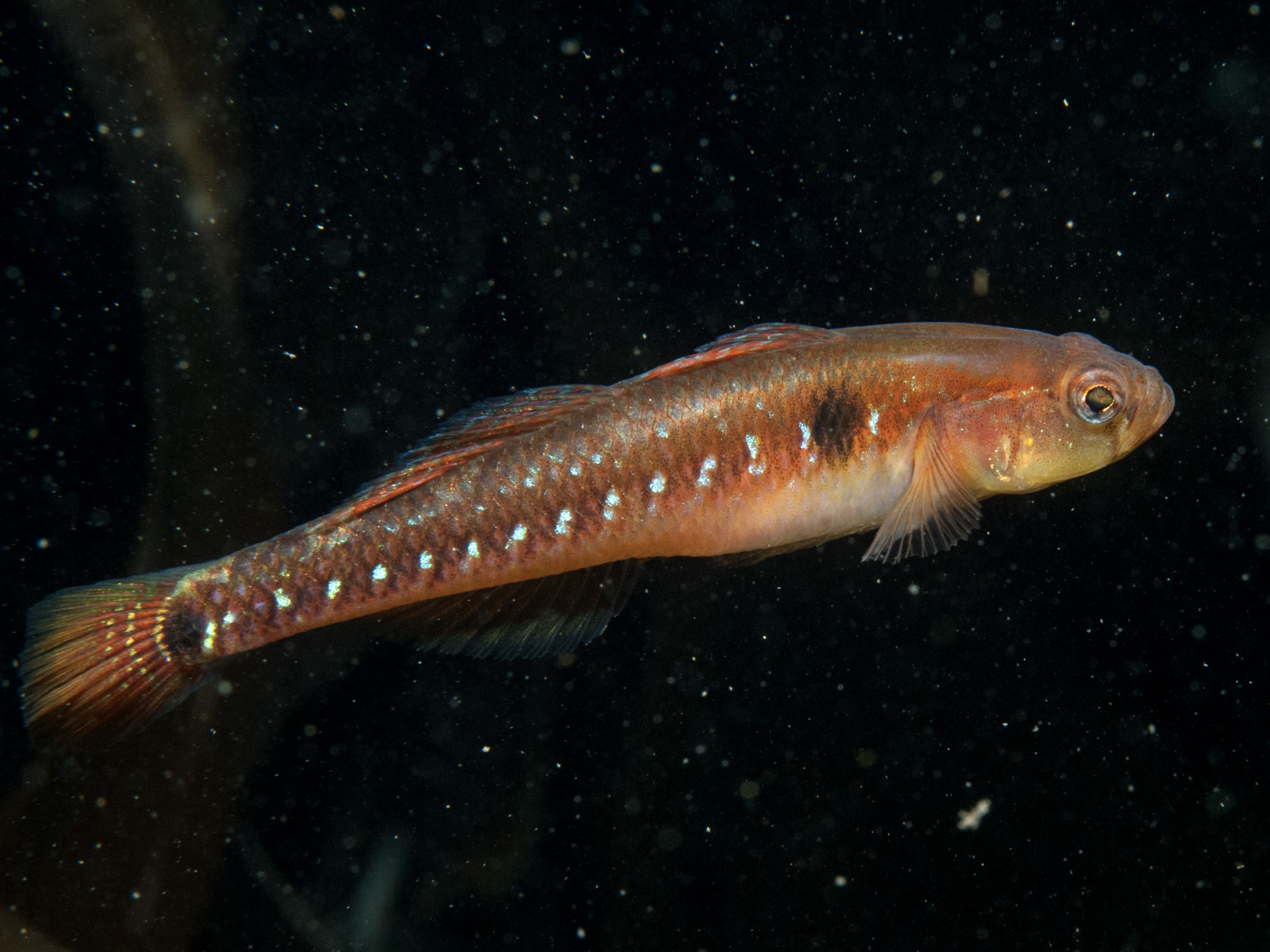 image of Pomatoschistus flavescens (Two-spotted goby)