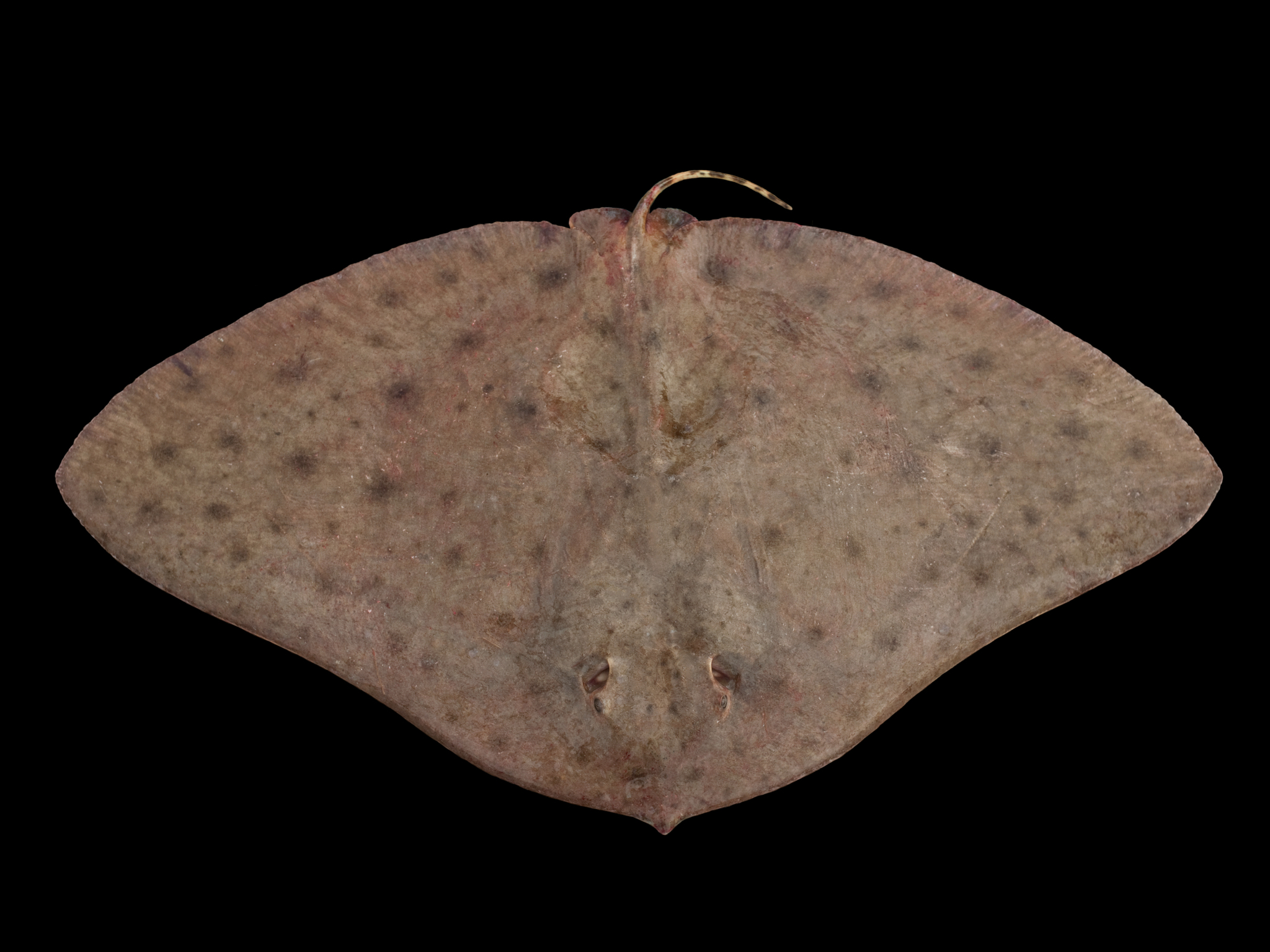image of Gymnura micrura (Smooth butterfly ray)