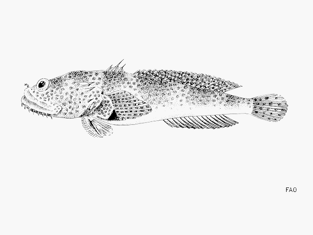 image of Halobatrachus didactylus (Lusitanian toadfish)