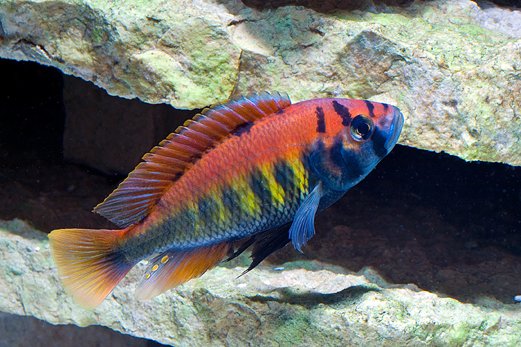 image of Haplochromis nyererei